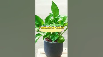 Ý Nghĩa Của Cây Trầu Bà | Cây Cảnh Mini SG