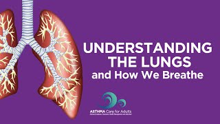 Understanding the Lungs and How We Breathe