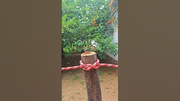 knot art,A practical knot, the Pig