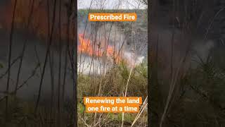 Prescribed Fire #landmanagement #wildlifemanagement