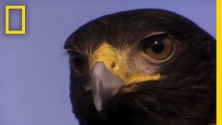 Harris's Hawks vs. Jackrabbit | National Geographic