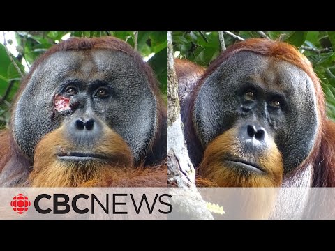 Orangutan seen treating facial wound with medicinal plant