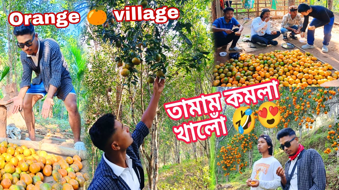 Orange village 🍊 তামাম কমলা খালোঁ //Village life vlog 😍 Zintu's vlog 