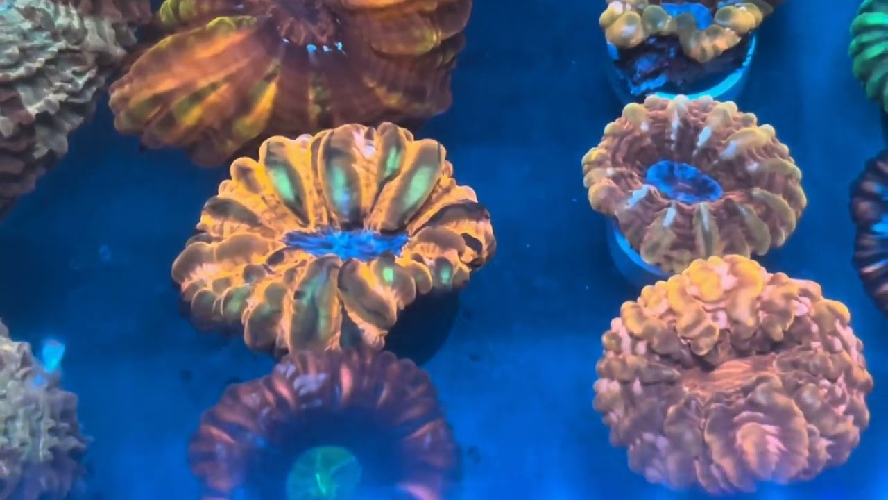 2027年 バリ島現地買付 ①