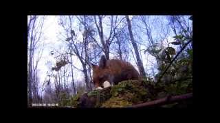 Fox steals Proview HD
