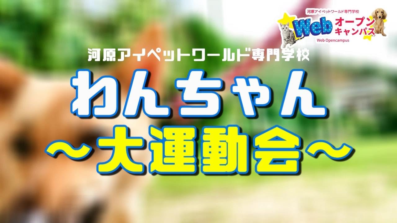 Webオープンキャンパス わんちゃん大運動会 河原アイペットワールド専門学校 Youtube