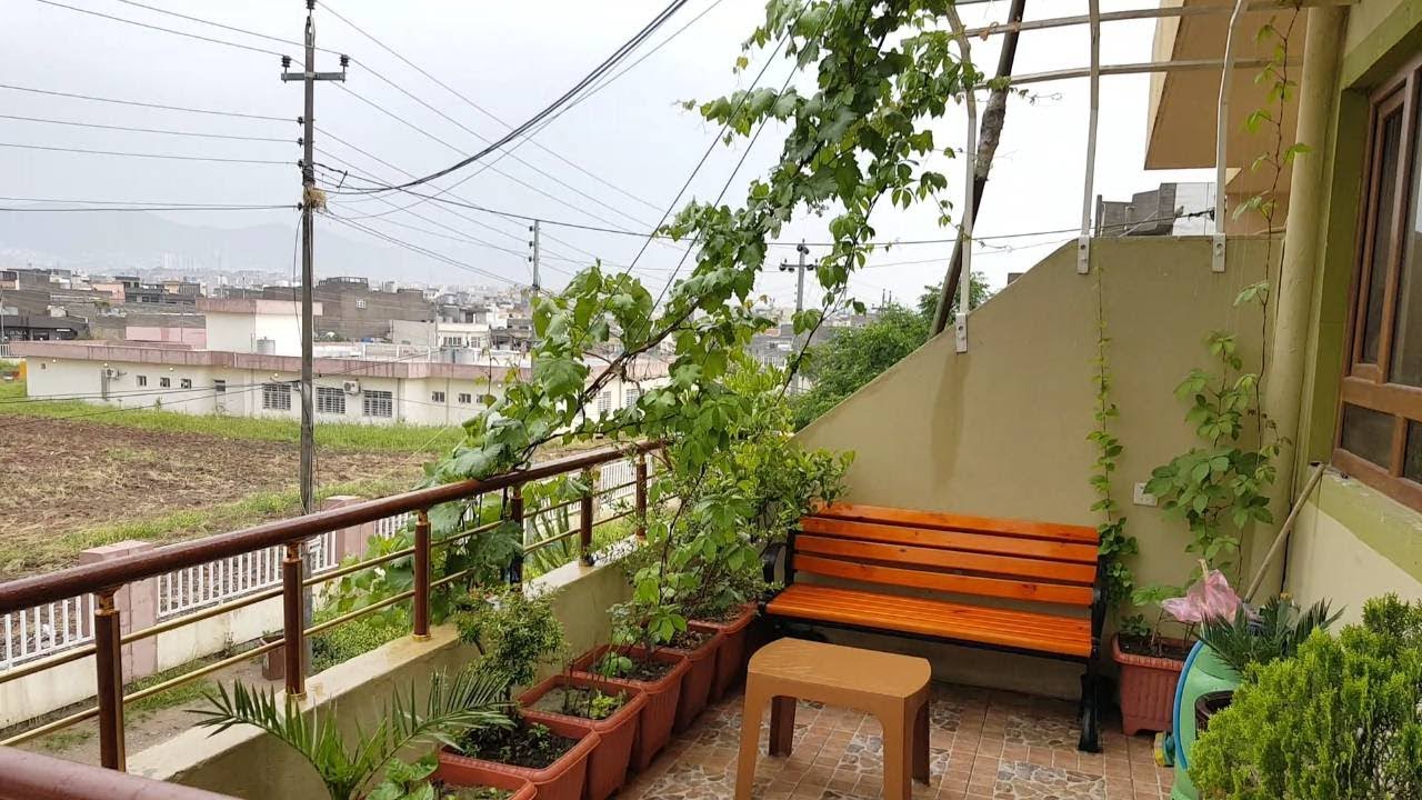 زرعاتي فوق السطح والبلكونه وبالبيت The roof became a garden