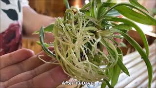 3 Ways to Grow and Arrange Spider Plant Babies Indoor or Outdoor for Home Decoration