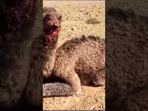 سبحان من سخر الارزاق و فرقها 