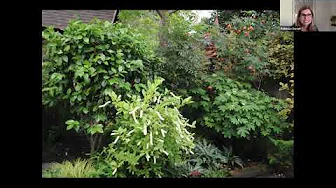 Little Henry® Sweetspire | Proven Winners® Fragrant Shrub with Fall Color