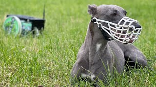 Whippet “Tanner” chasing the Mini BullX by Bull-X TV 8,024 views 2 years ago 1 minute