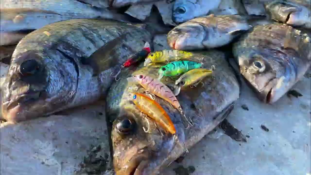 Zıpır 50 mm Sargos Avı