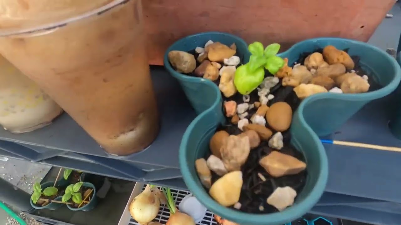 Will the Garden survive HURRICANE SEASON?!? 🌀 (Miami Gardening be like...)