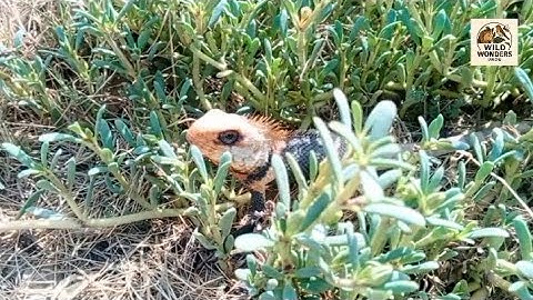 Chameleon: The Master of Disguise | Nature’s Ultimate Color-Shifter in 4K