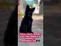 Rate My Black German Shepherd Puppy 😍 | How Beautiful is Blacky? 🐾🖤🖤❤️❤️🖤🖤
