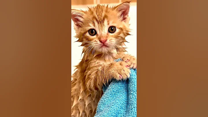 Watch the video about 【Bored mom 3 】Kitten takes a bath and holds a towel