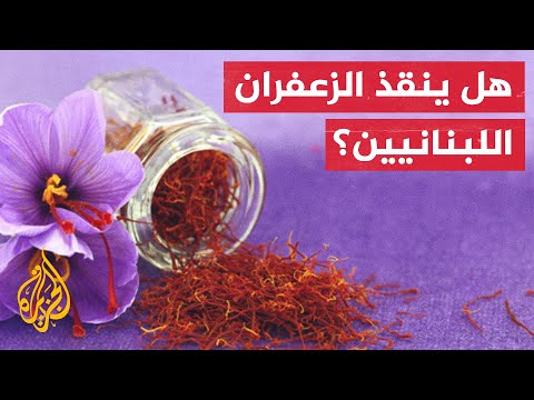 من أجل لبنان.. مهندسون يتحولون إلى مزارعي الزعفران