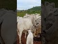 vacas 🐄
