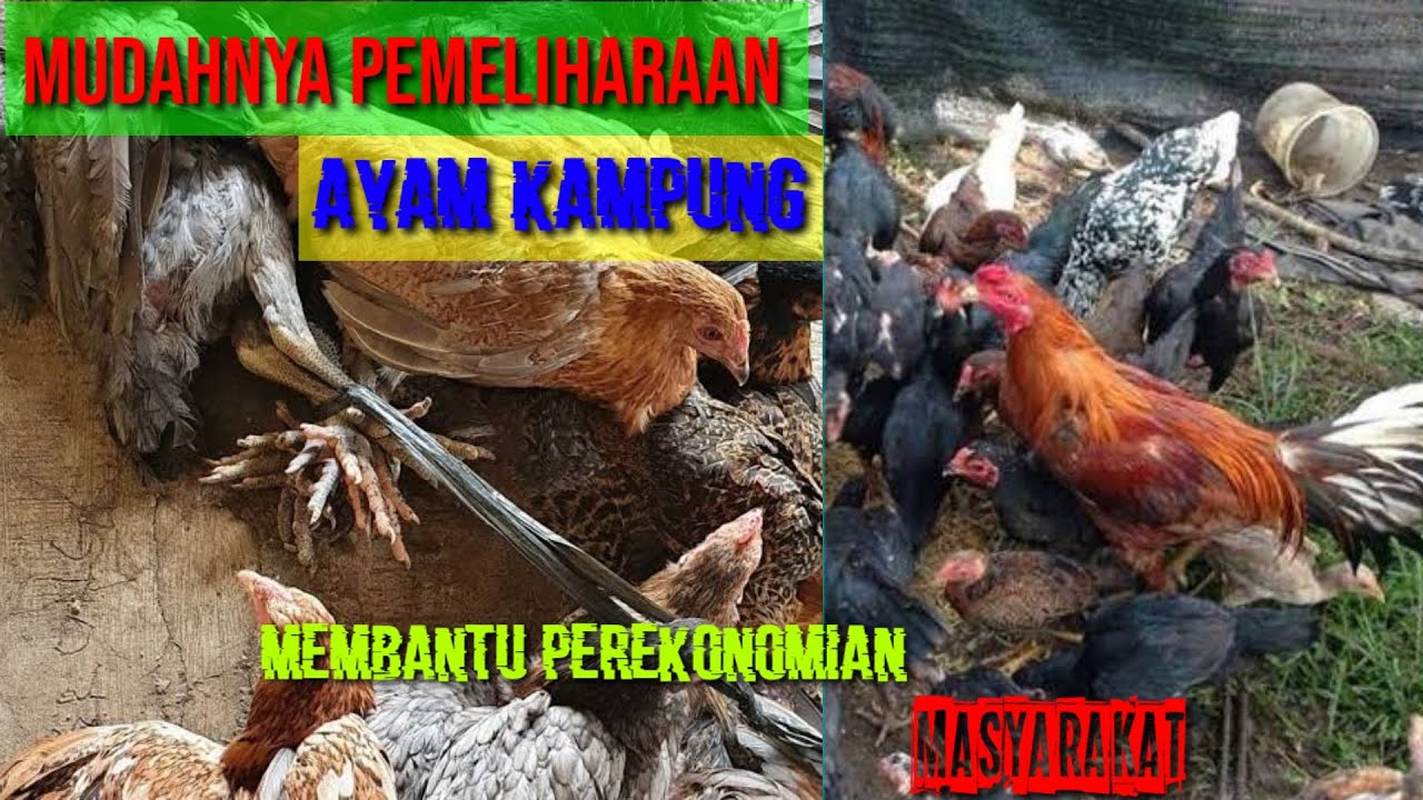 kupas-tuntas-apa-itu-ayam-kampung-youtube