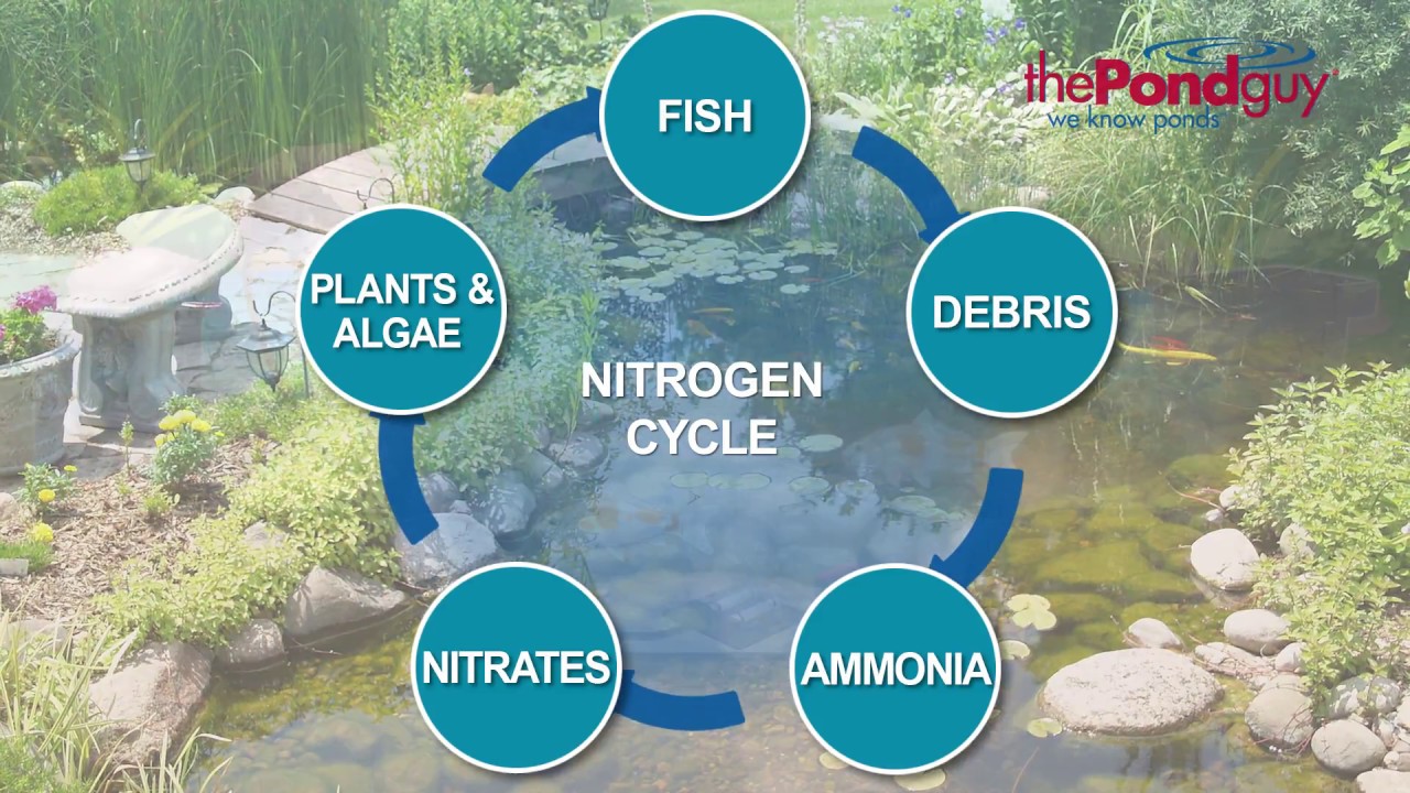 Water Gardens 101 - Nitrogen Cycle 