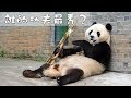 《熊貓TOP榜》第123期 誰的功夫最秀？ | iPanda熊貓頻道