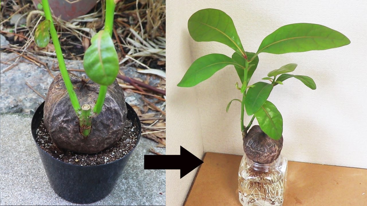 バーリングトニア ゴバンノアシ の栽培方法 育て方 インテリアと園芸とホビーのブログ バーリングトニア ゴバンノアシ の栽培方法 育て方 インテリアと園芸とホビーのブログ