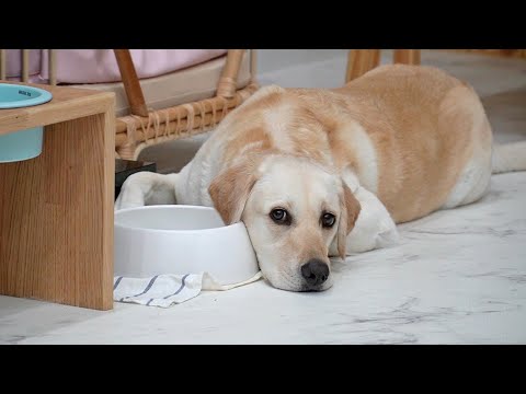 목 마를때 강아지가 하는 귀여운 행동 ｜ Cute behavior by <strong>thirsty</strong> puppies
