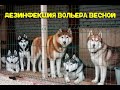 Чистка вольера для собак весной.  Дезинфекция вольера.