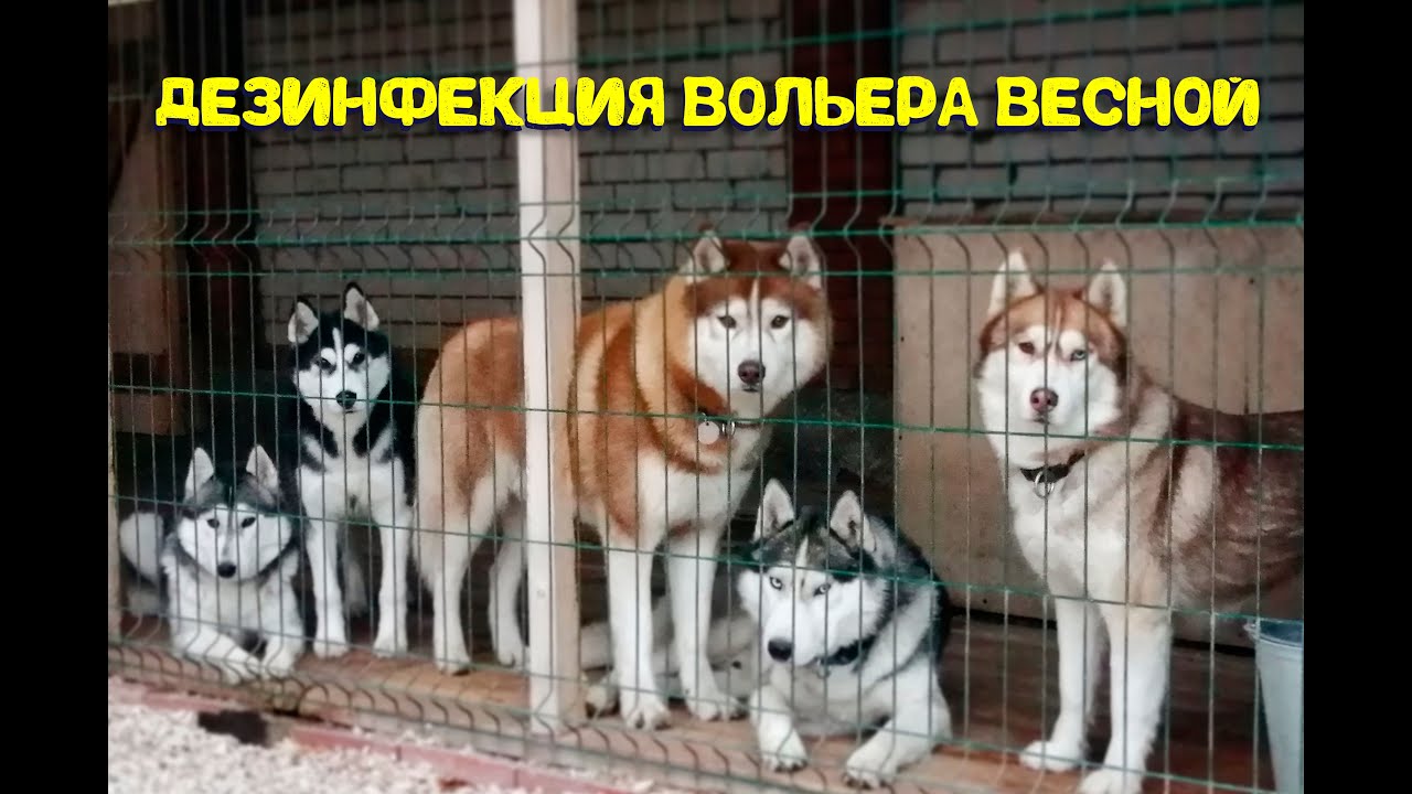 Недорогие и удобные вольеры для крупных собак: овчарок, алабаев, хаски
