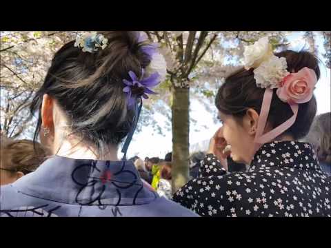 SAKURA FESTIVAL COPENHAGEN 2017  ||  Walking around in a traditional japanese Yukata