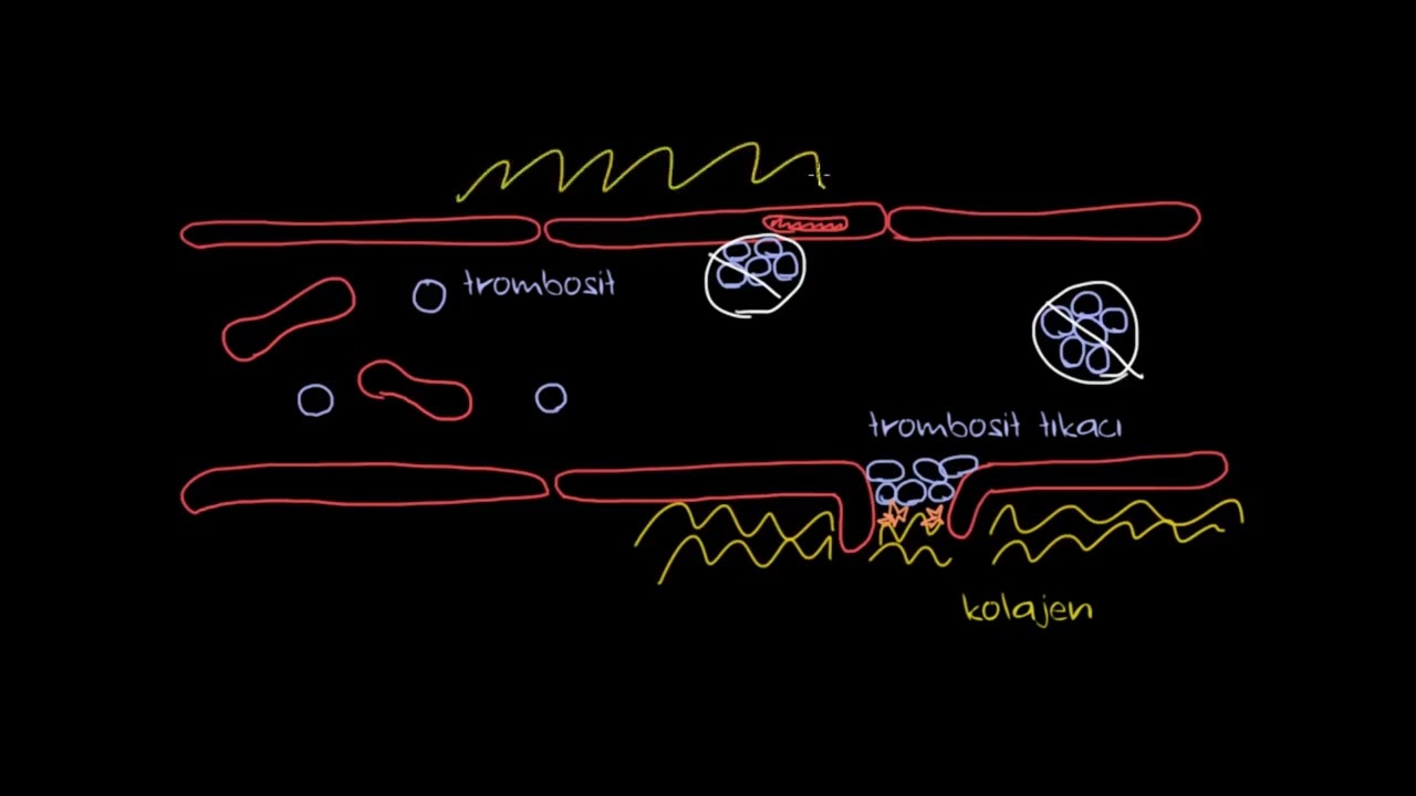 Pıhtı Nasıl Oluşur? (Biyoloji) (Sağlık Bilgisi ve Tıp)