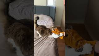 Who Is The King Of Ring Here?