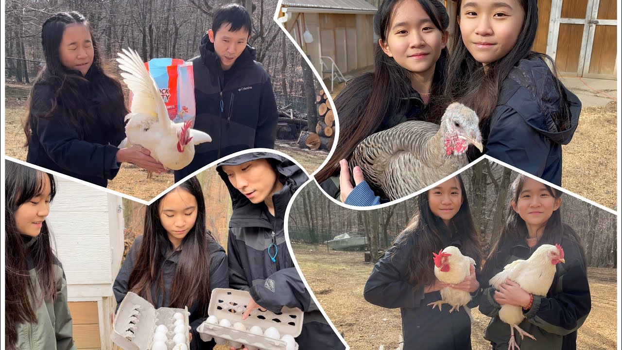 Джанет и Кейт заботятся о бабушкиных цыплятах!