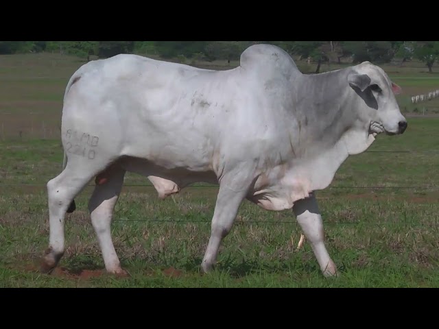 LOTE 19   ALMB 2210 mp4