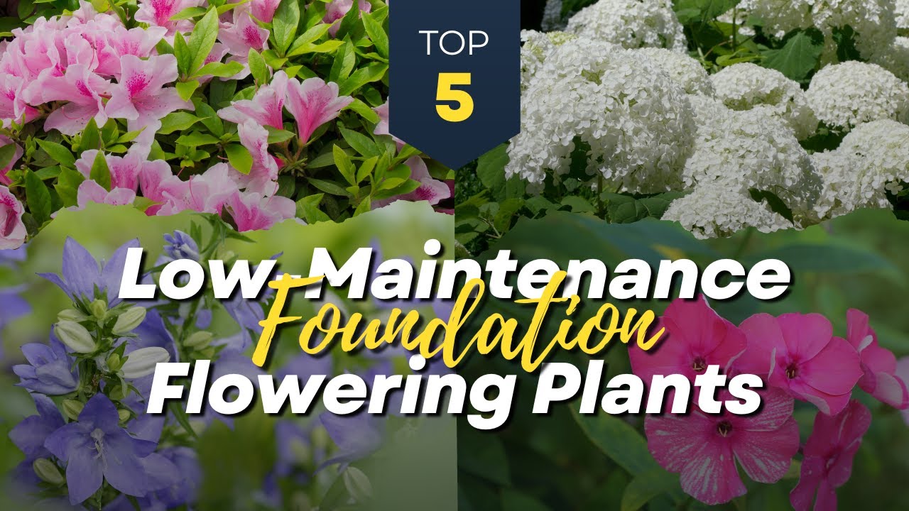 Best 5 Low Maintenance Foundation Flowering Plants 🌺🏡  Front House Garden 🌿