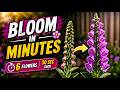 Relaxing Flower Timelapse – 6 Stunning Blooms in Minutes 🌸 #stressrelief #shorts #viral