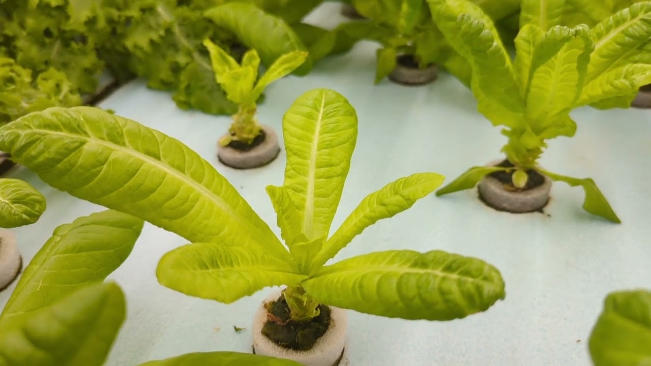 City Farm. Салат ромен