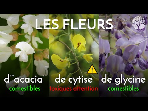 Vidéo: Les fleurs de glycine sont-elles comestibles ?