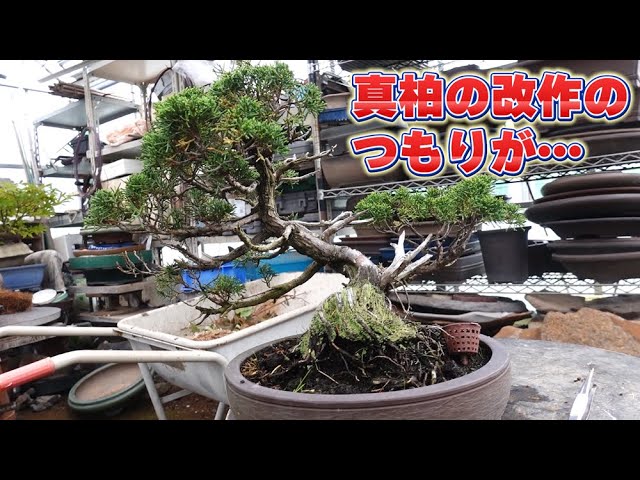 真柏貴風サイズできました! - YouTube