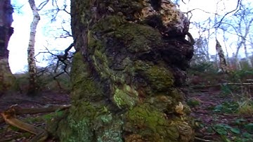 The Useless Trees
