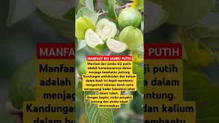 MANFAAT BIJI JAMBU PUTIH‼️#obat #obatherbal #tanamanobat #jambu #buah #short #shorts #shortvideo
