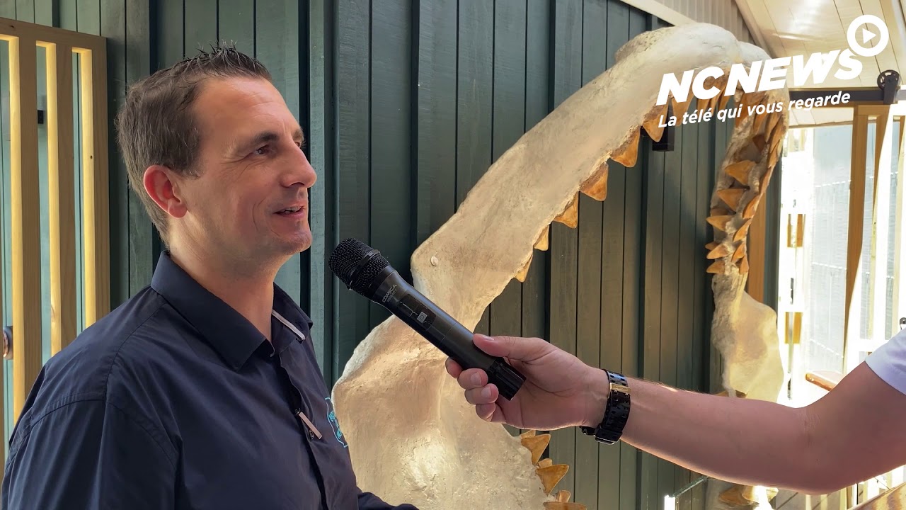🎤 Le risque requin en Nouvelle-Calédonie ?