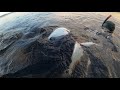 Подводная ОХОТА на КАМБАЛУ в Заполярье / Flounder spearfishing in the Arctic