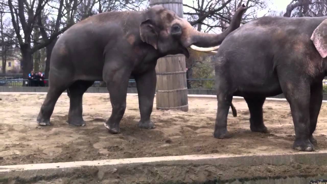 Elephants play - YouTube
