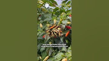 Solusi serangan patek ganas pada cabe!!#petanicabe #senimanpertanian #fypage #trichoderma