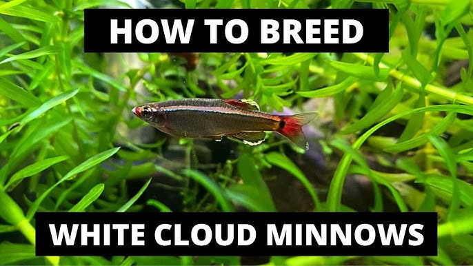 HOW TO BREED WHITE CLOUD MOUNTAIN MINNOWS! (EASY AND FUN!) 