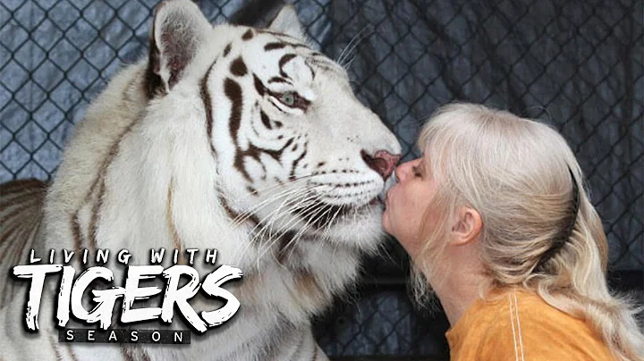 There's A Tiger In My Garden! | LIVING WITH TIGERS...