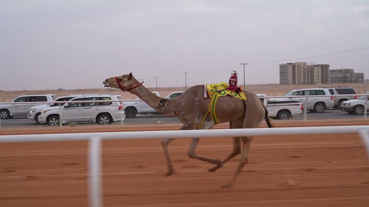 الشوط الأول حيل(توافيق) للمالك /ماجد ناصر محمد المكيرش