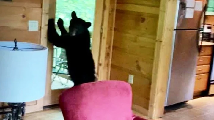 Bear Makes Feast of Tennessee Quarantine Cabins Ki...