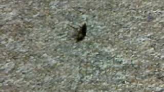 VID 00046-20100224-1947.3GP